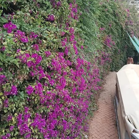 Vendégház Bouganvillea