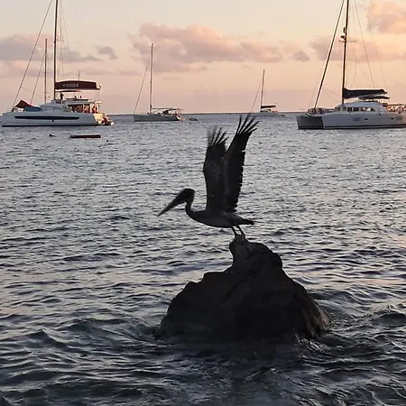 Guest house Bougaville *