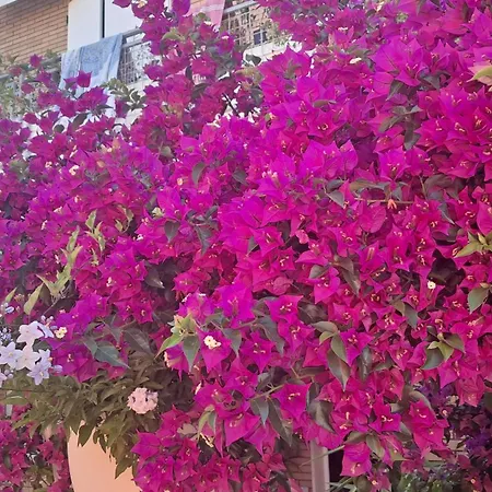 Bouganvillea Guest house Senigallia