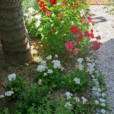 Bouganvillea Senigallia