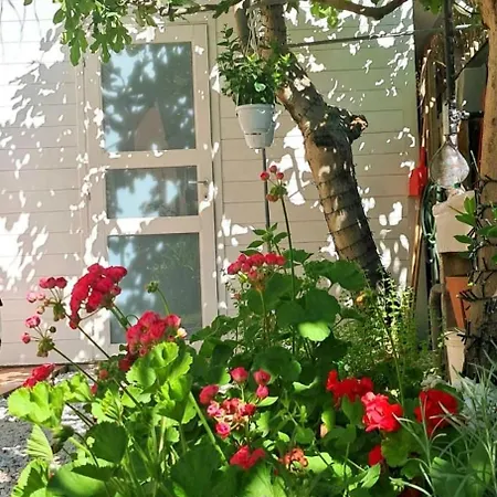 Bouganvillea